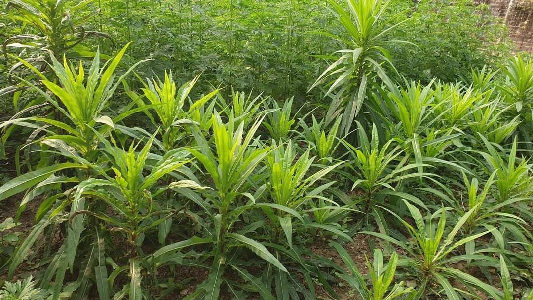 Hiểu rõ những điều cần biết khi điều trị sùi mào gà sẽ giúp người bệnh chủ động hơn trong chăm sóc sức khỏe và phối hợp tốt với bác sĩ. Điều trị đúng cách, giữ lối sống lành mạnh và tái khám đầy đủ là chìa khóa để kiểm soát bệnh hiệu quả và hạn chế tái phát.